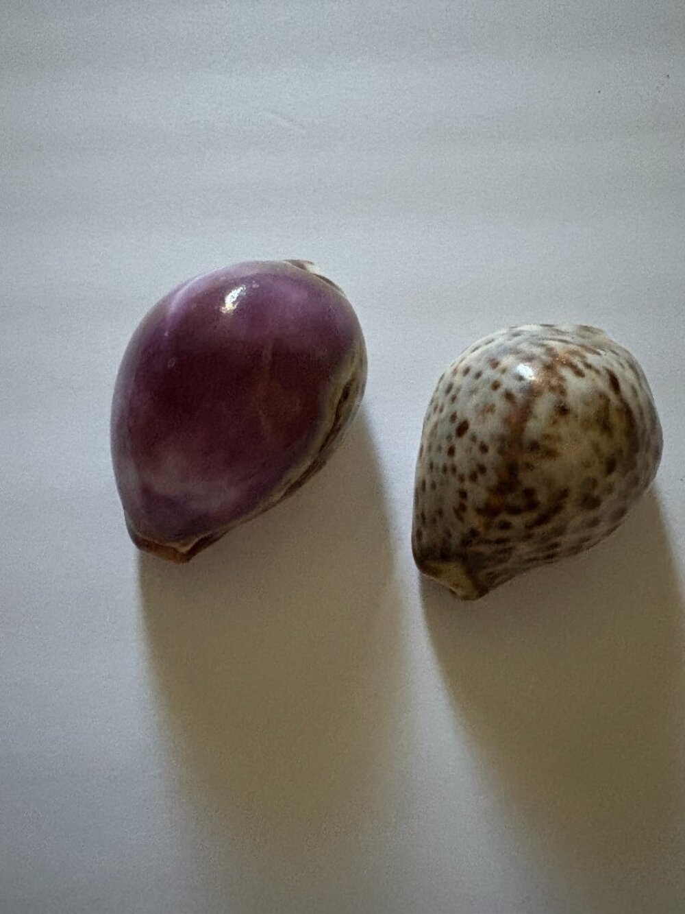 Lot of 2 Tiger Cowrie Seashells for Coastal Crafting
